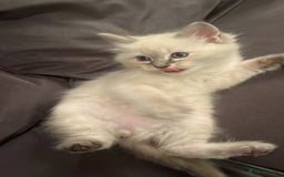 Ragdoll cats for stud: Bluepoint ragdoll stud  in Milton Keynes - Image 27