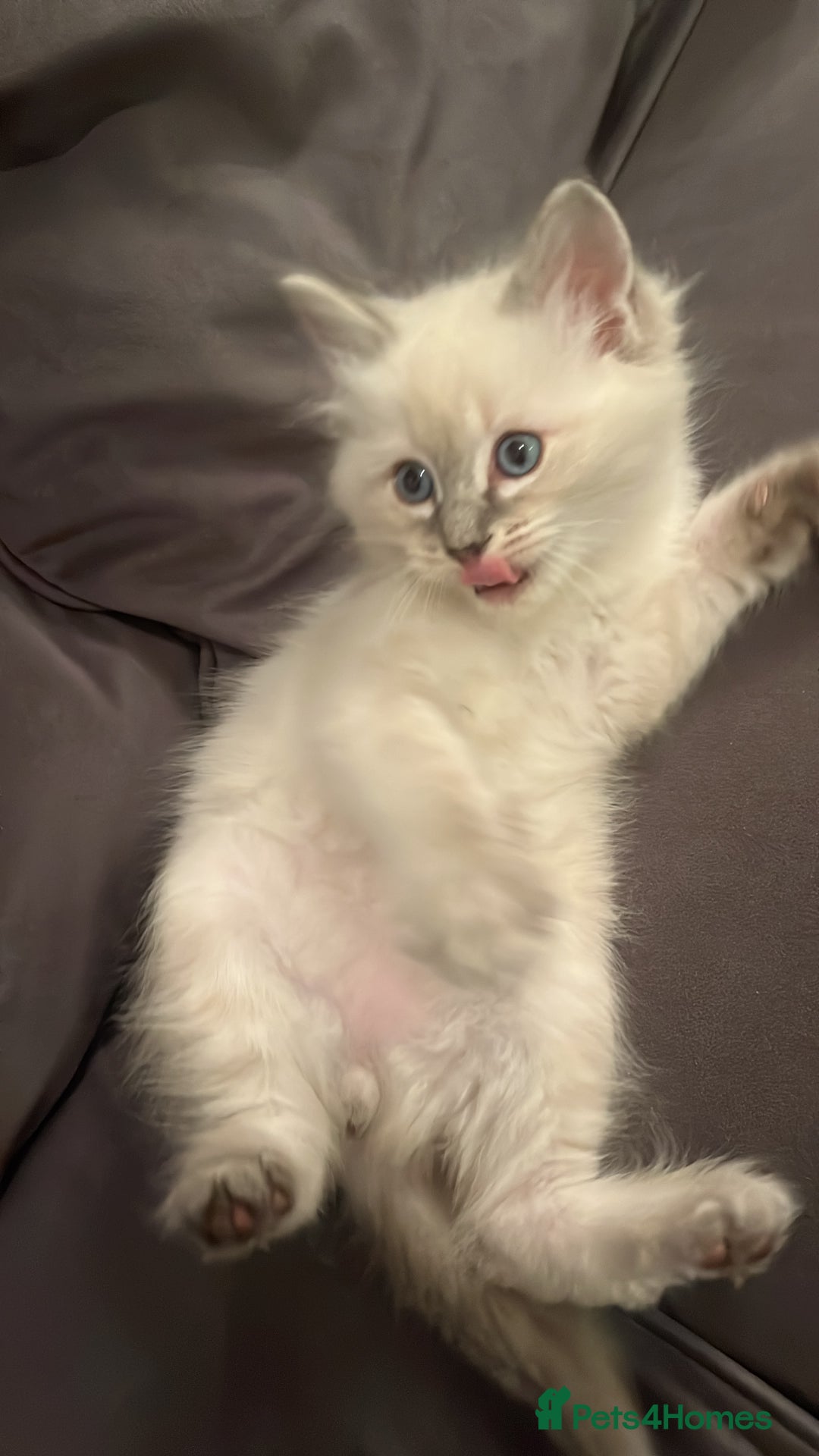 Ragdoll cats for stud: Bluepoint ragdoll stud  in Milton Keynes - Image 27