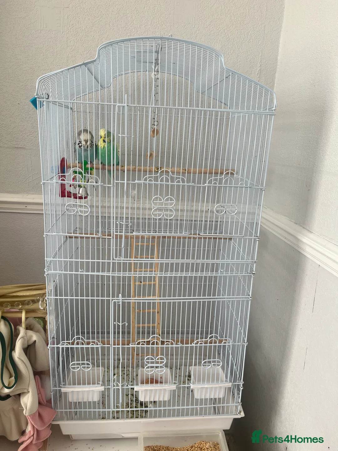 Budgerigars birds for sale: Budgies male and female + cage - Advert 3