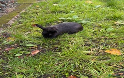 Continental Giant rabbits for sale: Continental Giant Rabbits - Advert 1