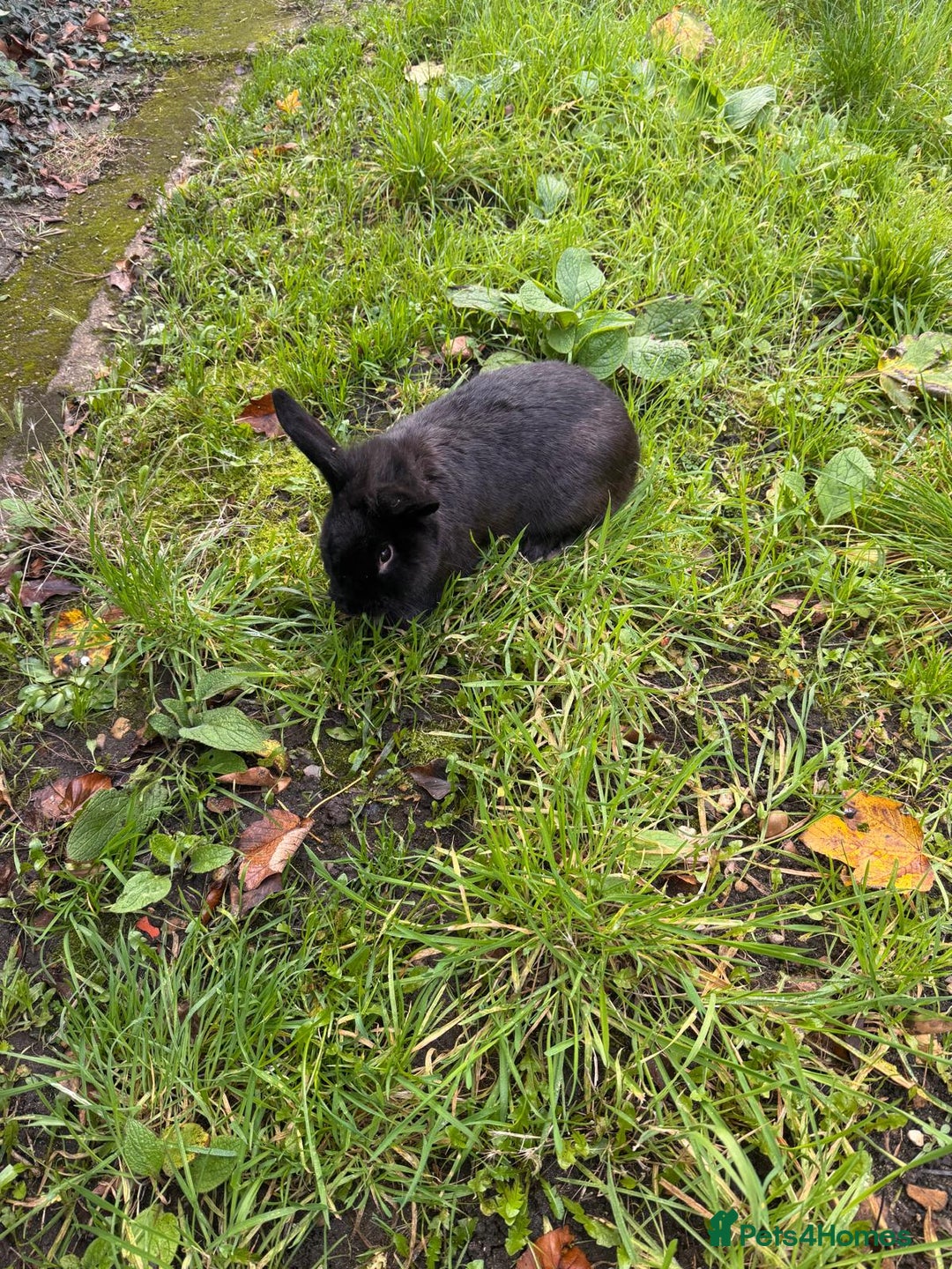 Continental Giant rabbits for sale: Continental Giant Rabbits - Advert 1