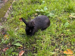 Continental Giant rabbits Continental Giant Rabbits - Advert 8