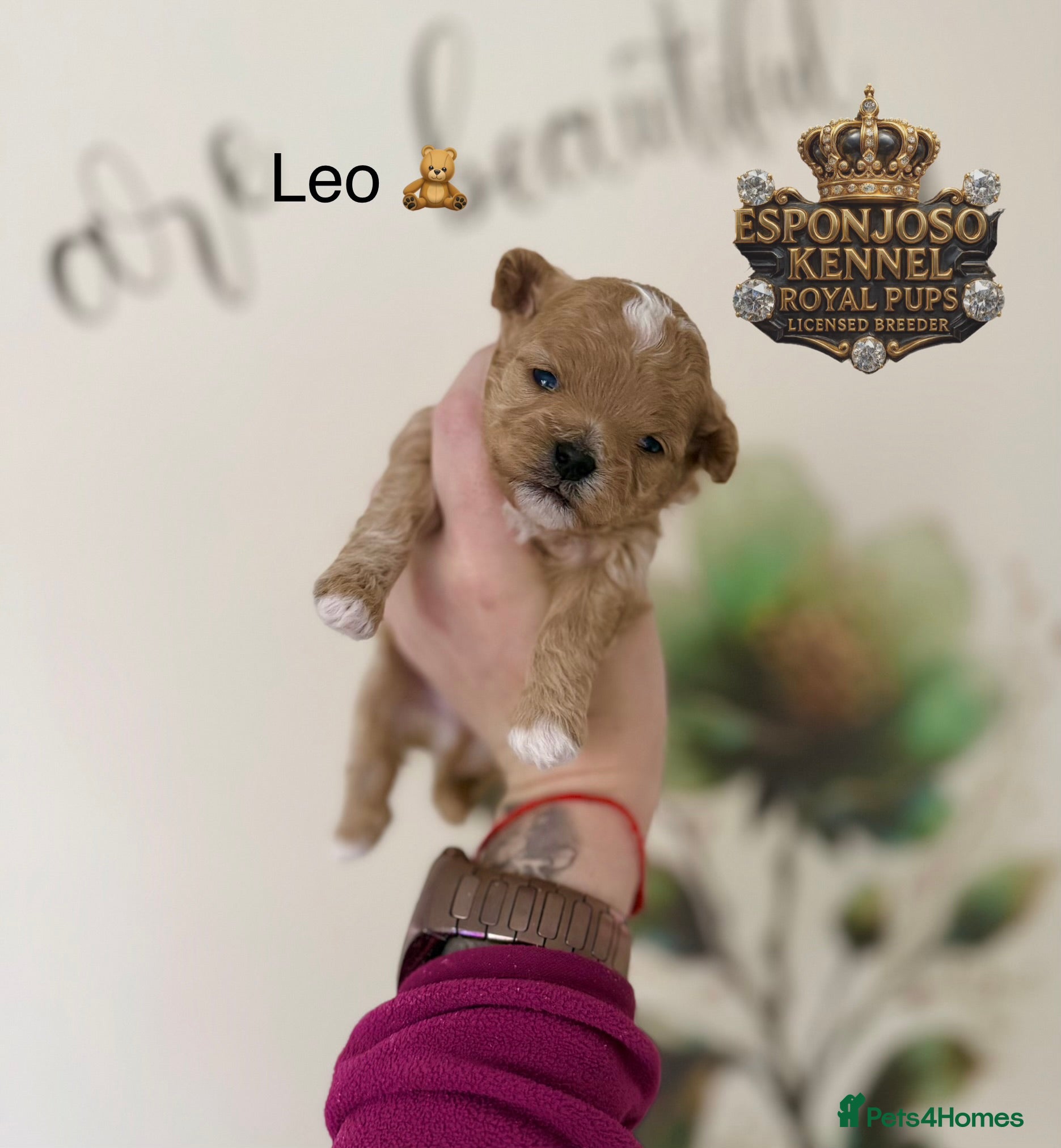 Maltipoo dogs 👑One in a Million Ultra Tiny F1 Asian Maltipoo👑 - Advert 12