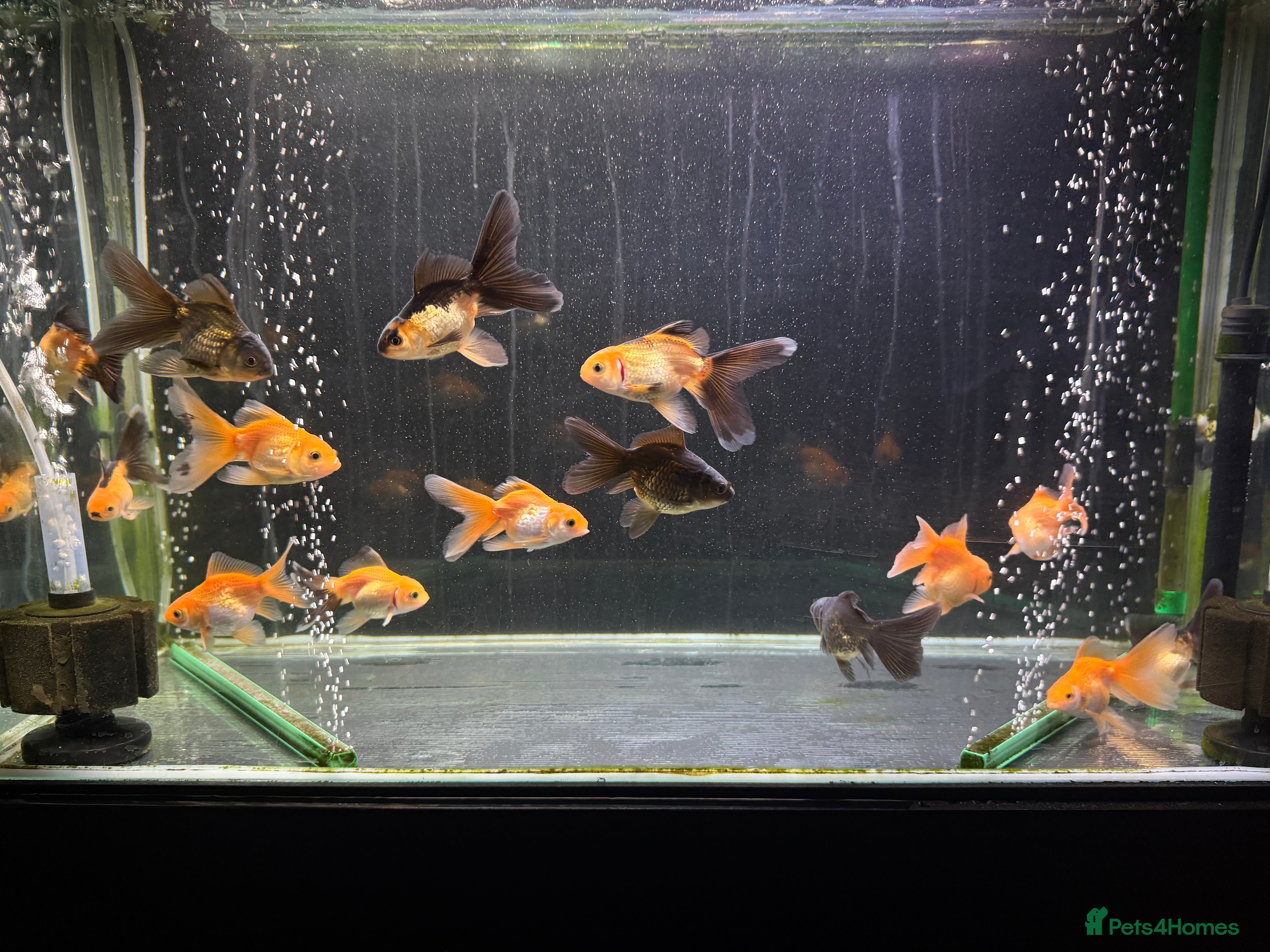 Goldfish fish Young Oranda Fancy goldfish for sale  - Advert 2