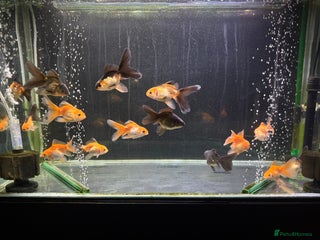Goldfish fish Young Oranda Fancy goldfish for sale - Advert 2