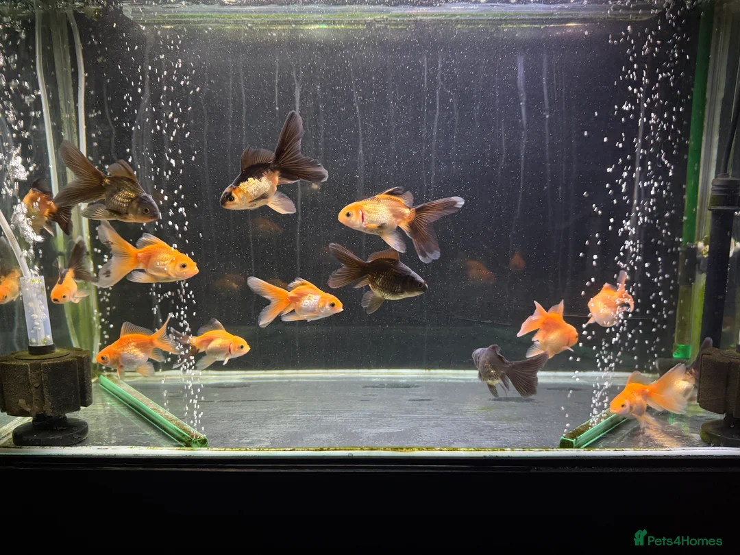 Goldfish fish for sale: Young Oranda Fancy goldfish for sale  - Advert 1