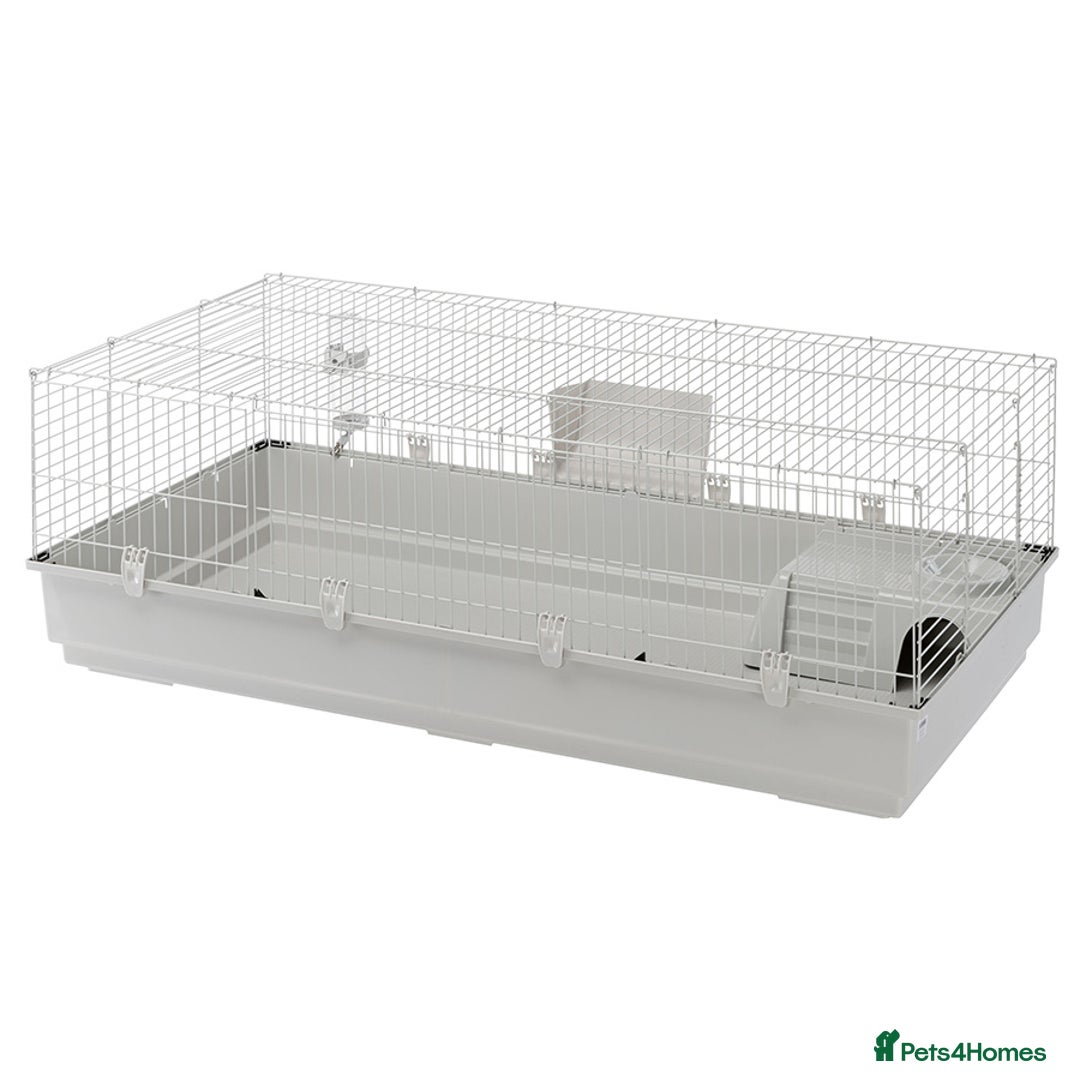 Mini Lop rabbits for sale: Bonded Mini Lop Rabbits + Hutch & Cage - Image 6