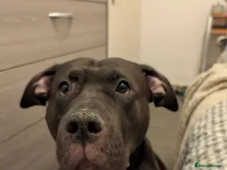 Mixed Breed dogs Gentle Giant Seeking Calm Home (3yrs, 50kg) - Advert 14