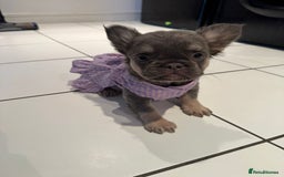 French Bulldog dogs for sale: STUNNING FLUFFY TRI PLATINUM LILAC & TAN FEMALE - Image 4