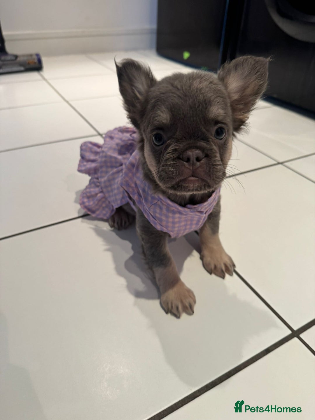 French Bulldog dogs for sale: STUNNING FLUFFY TRI PLATINUM LILAC & TAN FEMALE - Image 4