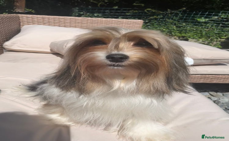 Biewer Terrier dogs - Advert 1