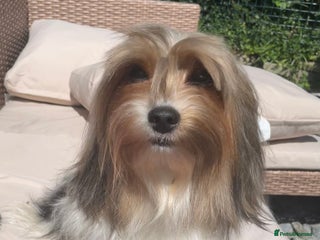 Biewer Terrier dogs for sale - Advert 1