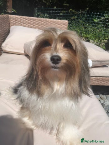 Biewer Terrier dogs - Advert 1