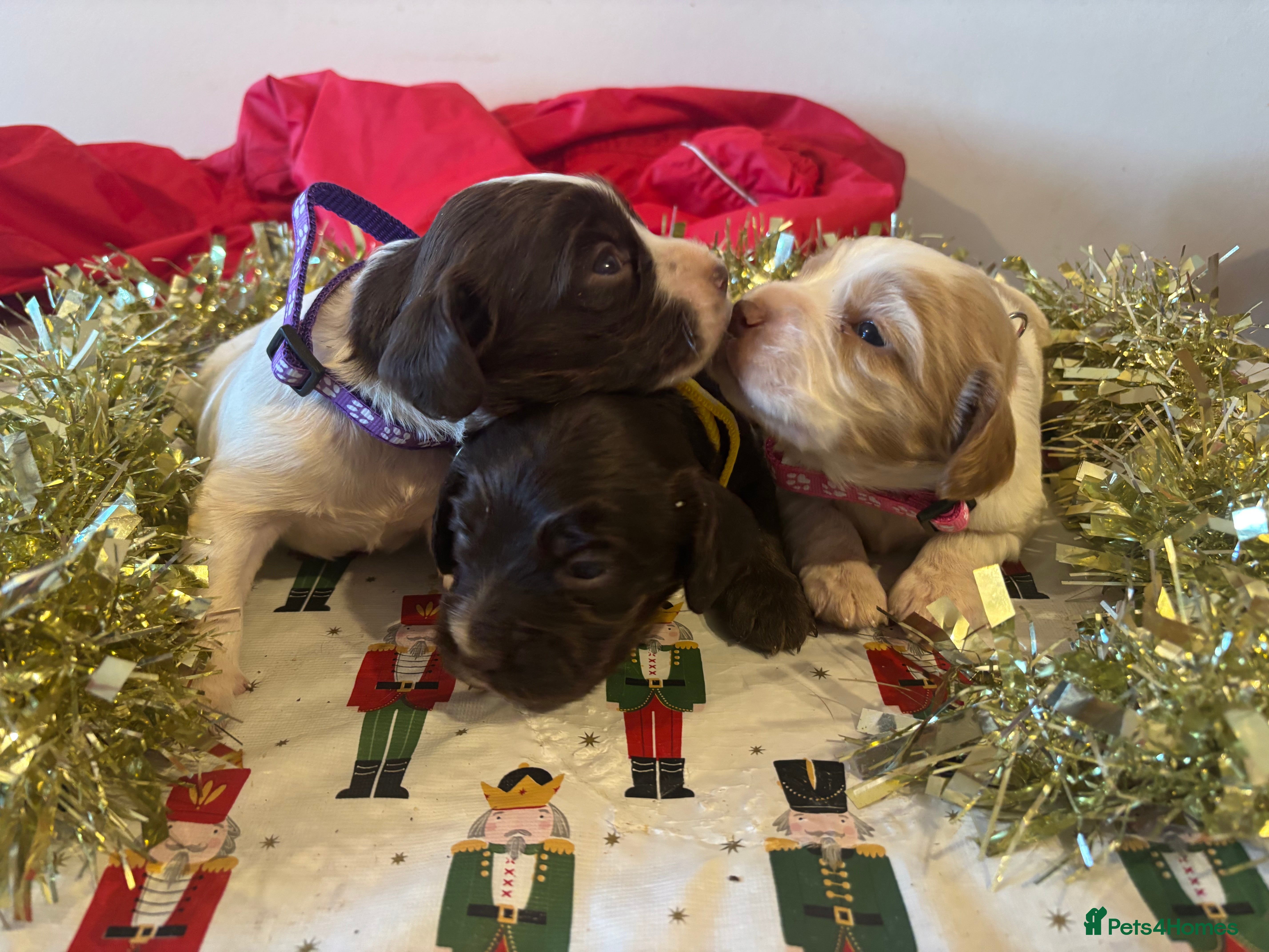 Cocker Spaniel dogs lovely cocker spaniel pups  - Advert 9