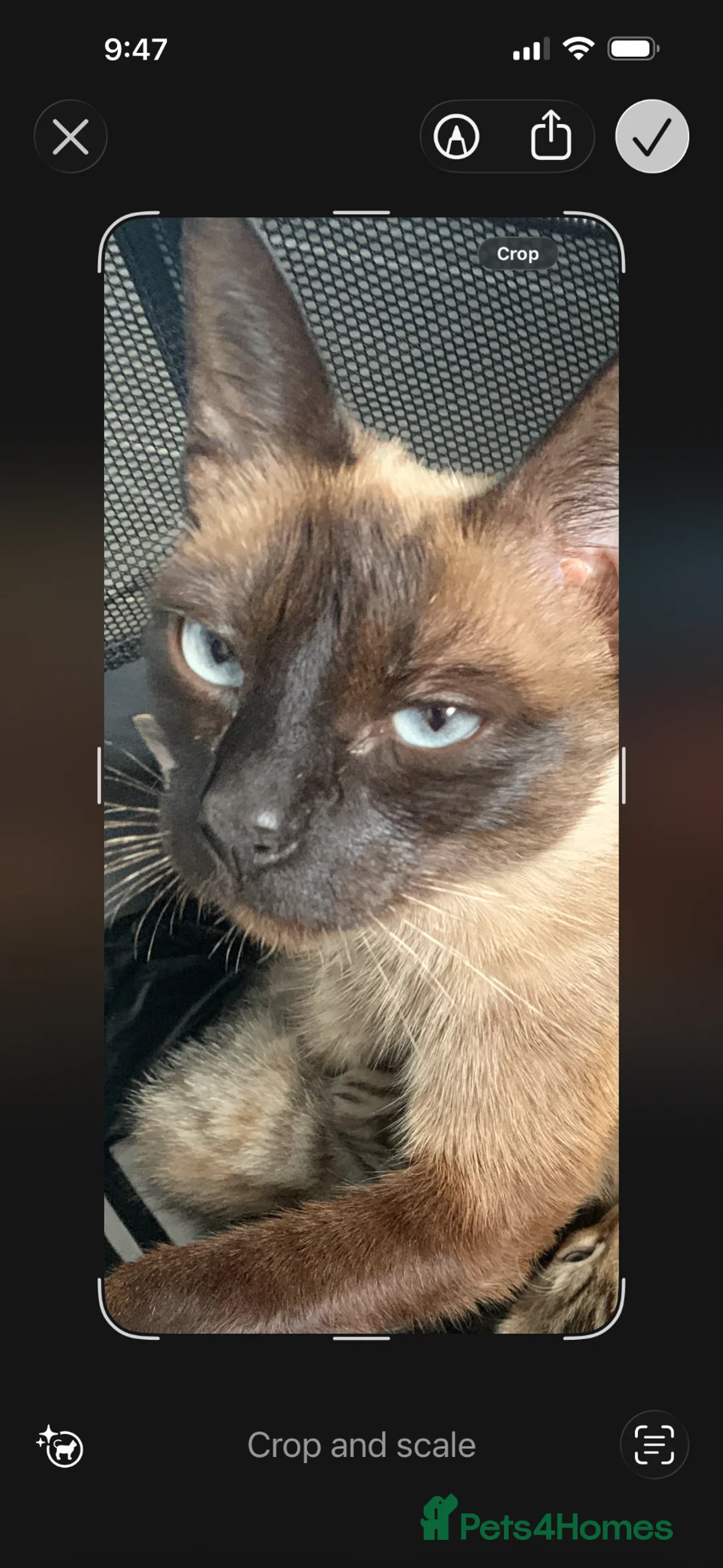 Mixed Breed cats for sale: Beautiful Half Siamese Kittens  - Advert 7
