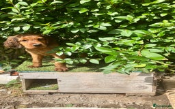 Mixed Breed dogs for sale: Beautiful setter pups Gordon/Irish  - Image 1