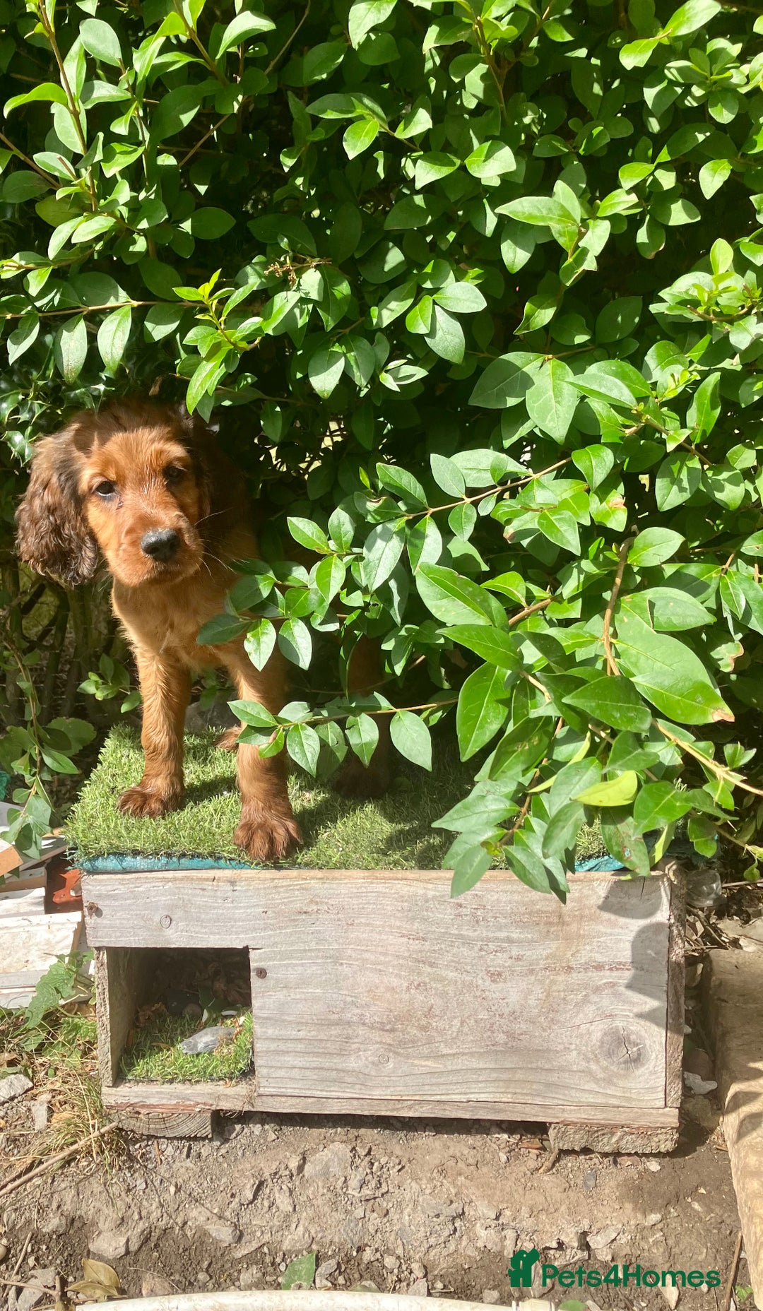 Mixed Breed dogs for sale: Beautiful setter pups Gordon/Irish  - Image 1