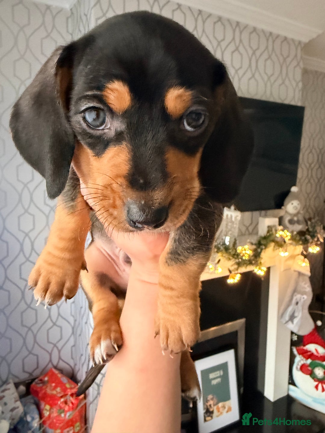 Dachshund dogs for sale: Family dogs first puppies - stunning Dachshunds  - Advert 39