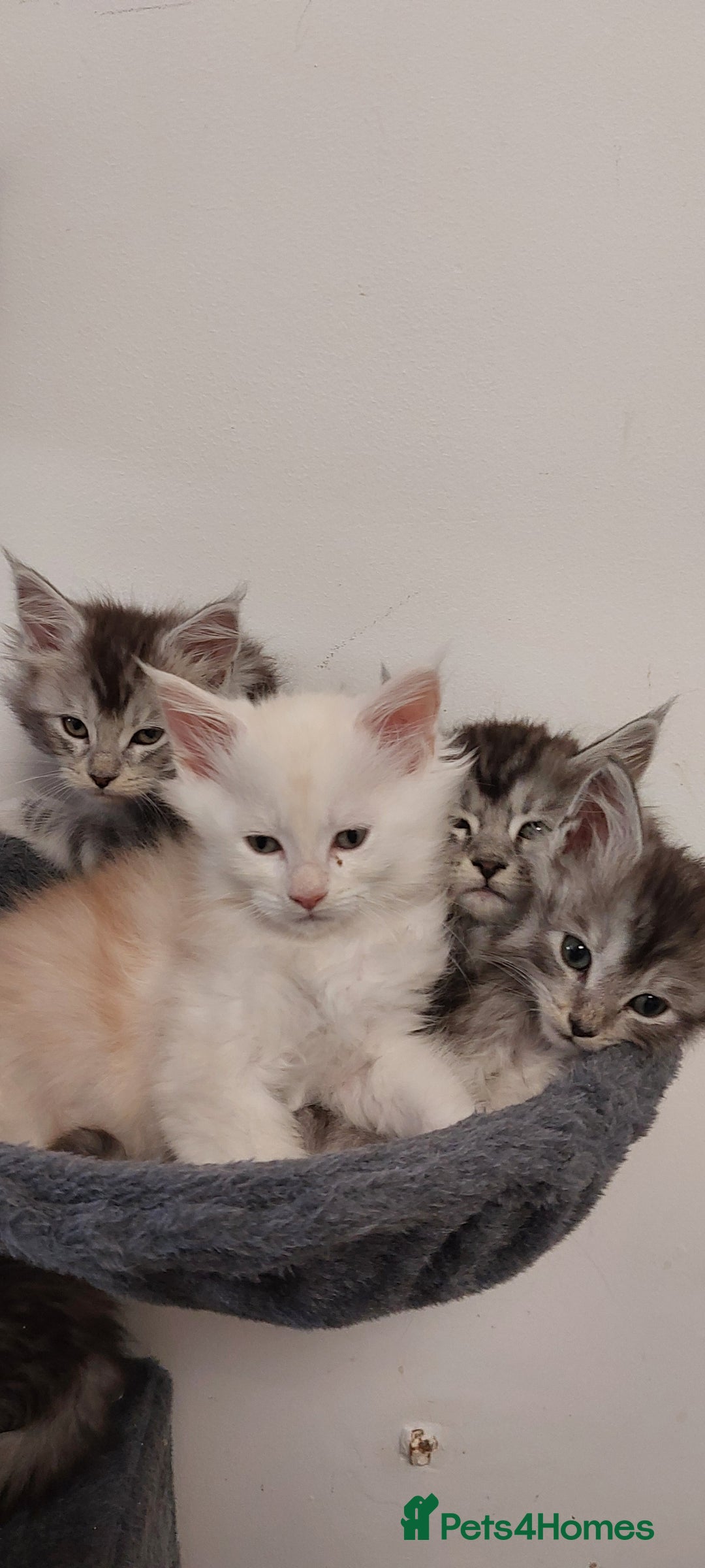 Maine Coon cats for sale: 🐈🐈🐈7 Amazing Maine coons🐈🐈🐈 - Advert 19