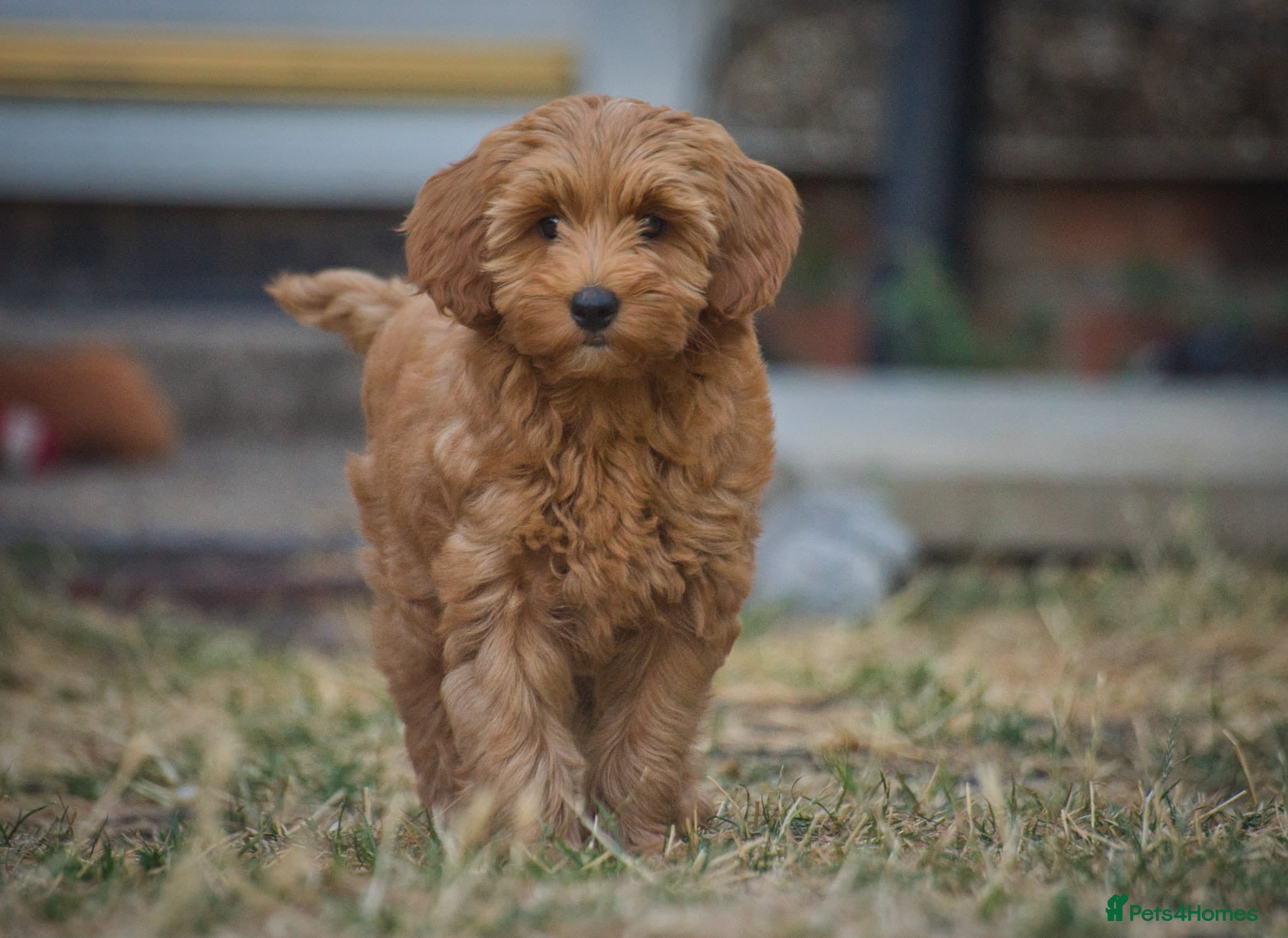 Cockapoo dogs F1 Cockapoo x Australian Labradoodle Pups - Advert 5