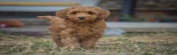 Cockapoo dogs for sale: F1 Cockapoo x Australian Labradoodle Pups - Advert 1