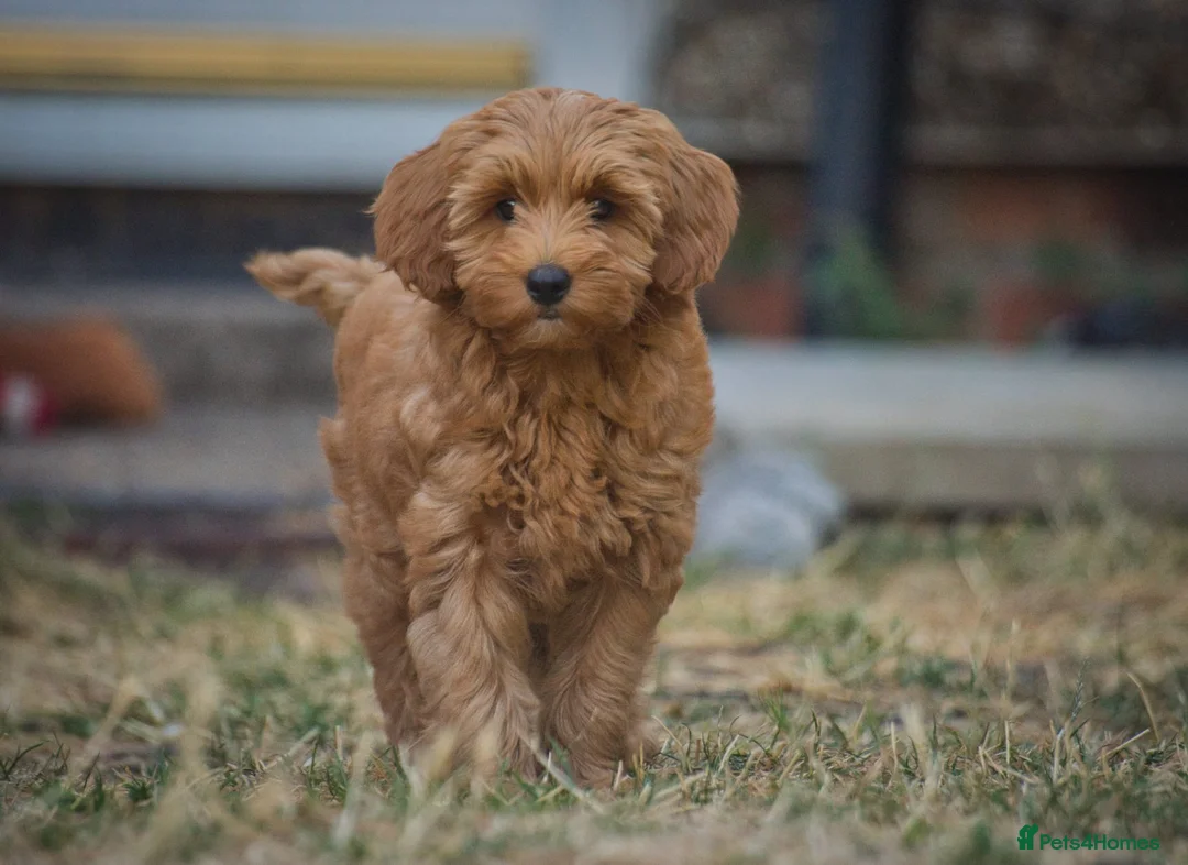 Cockapoo dogs for sale: F1 Cockapoo x Australian Labradoodle Pups - Advert 1