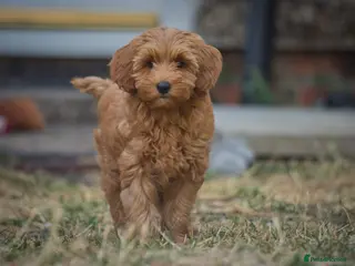 Cockapoo dogs F1 Cockapoo x Australian Labradoodle Pups - Advert 5
