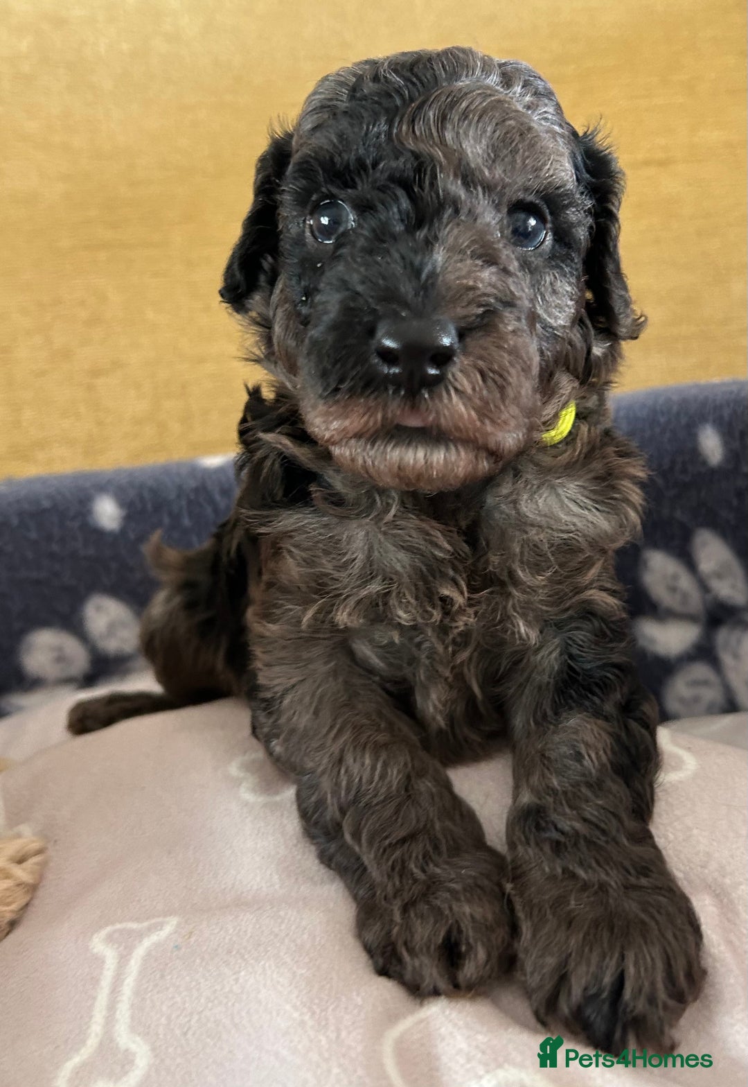 Miniature Poodle dogs for sale: Miniature Poodle Puppies  - Image 12