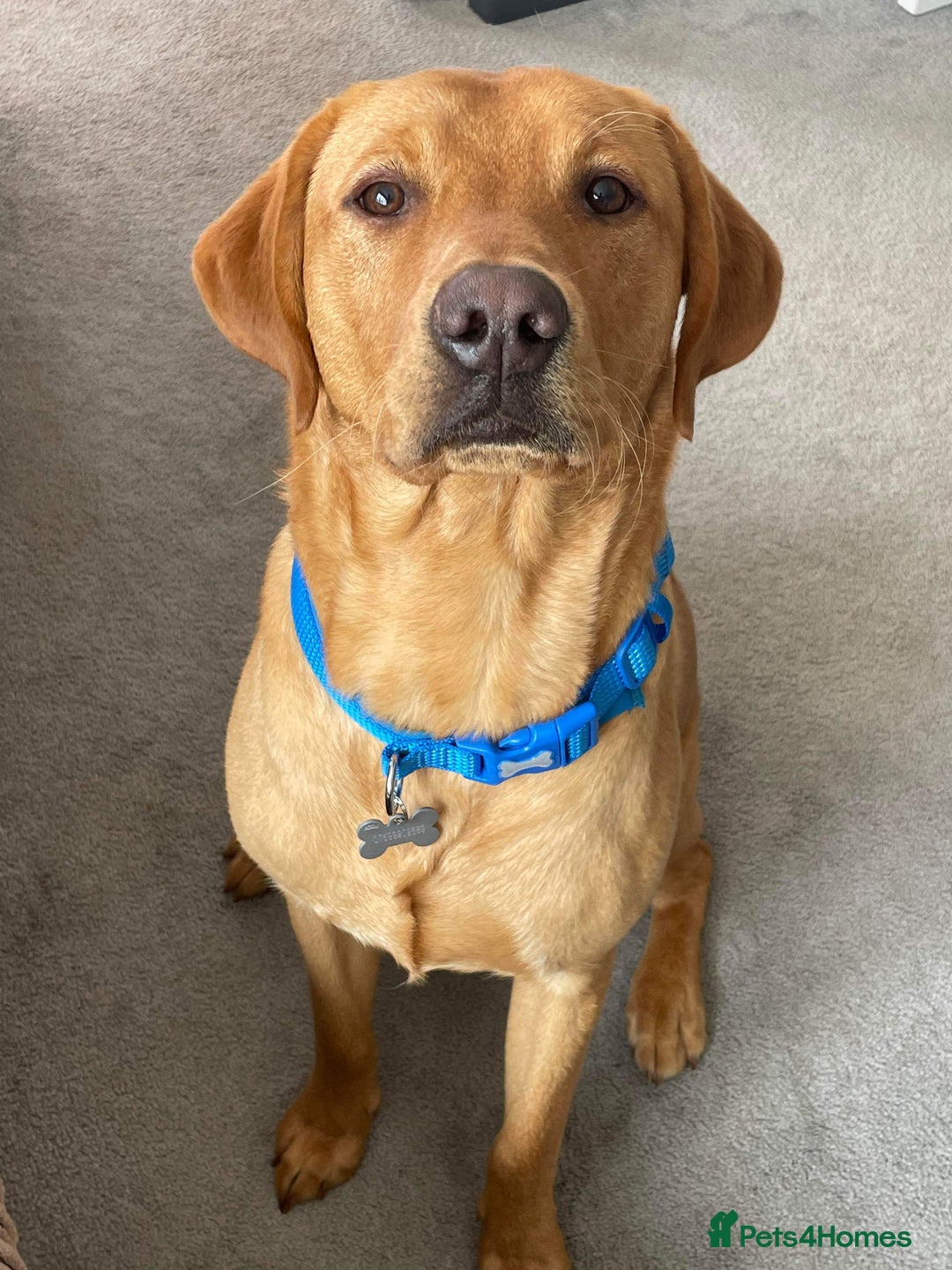 Labrador Retriever dogs for stud: Fox red lab for stud - proven - Advert 3