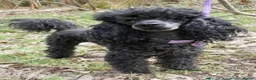 Cockapoo dogs for sale: Cockapoo puppies F1b in Peterborough - Advert 5