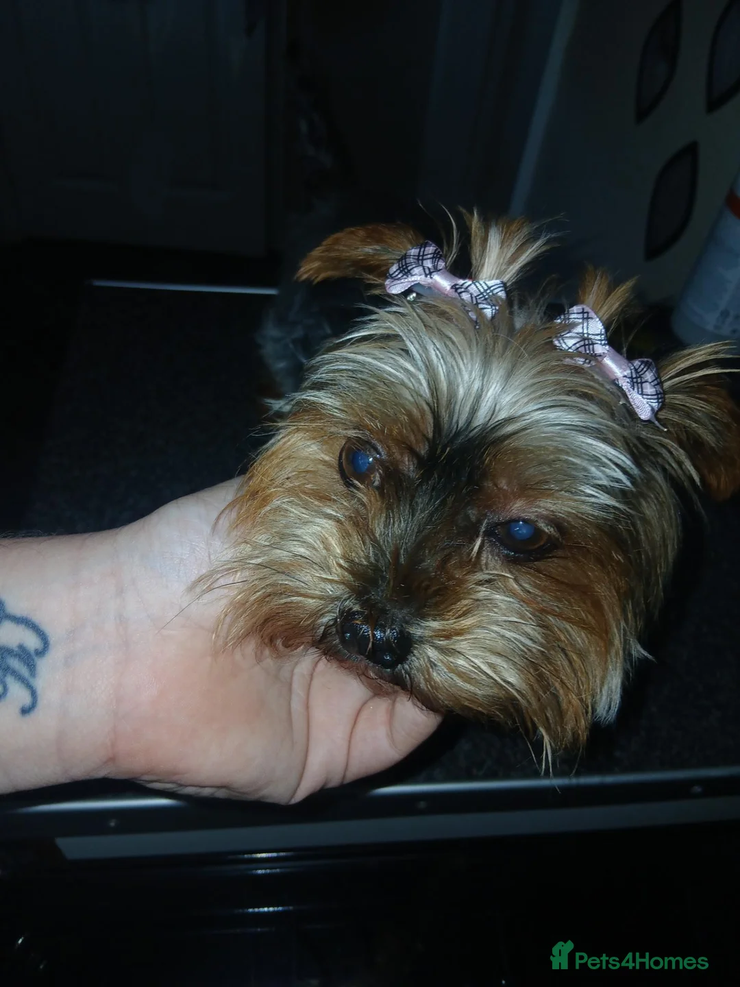 Yorkshire Terrier dogs for sale:  **  yorkshire terrior - Advert 2