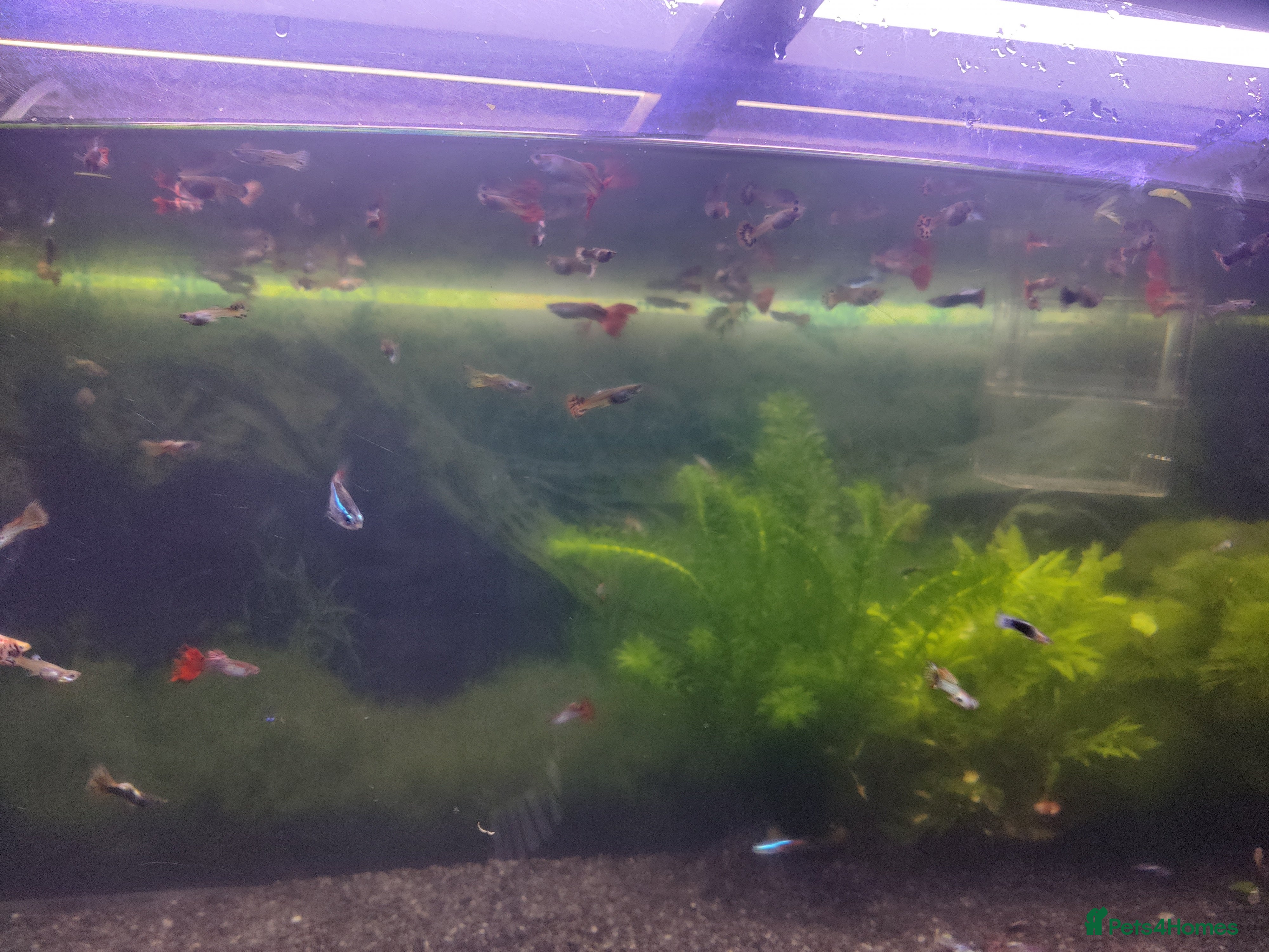 Tetras fish Guppys for sale  - Advert 1