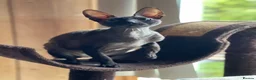 Cornish Rex cats for sale: Beautiful Pedigree Cornish Rex Girl 2 years old  - Advert 3