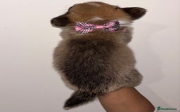 Welsh Corgi Pembroke dogs for sale: Welsh Pembroke corgis  - Image 16