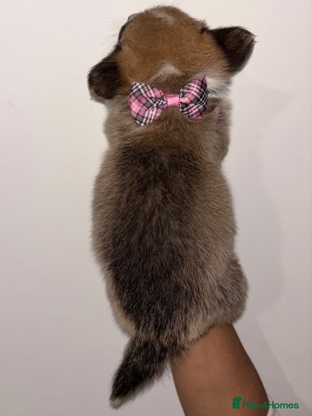 Welsh Corgi Pembroke dogs for sale: Welsh Pembroke corgis  - Image 16