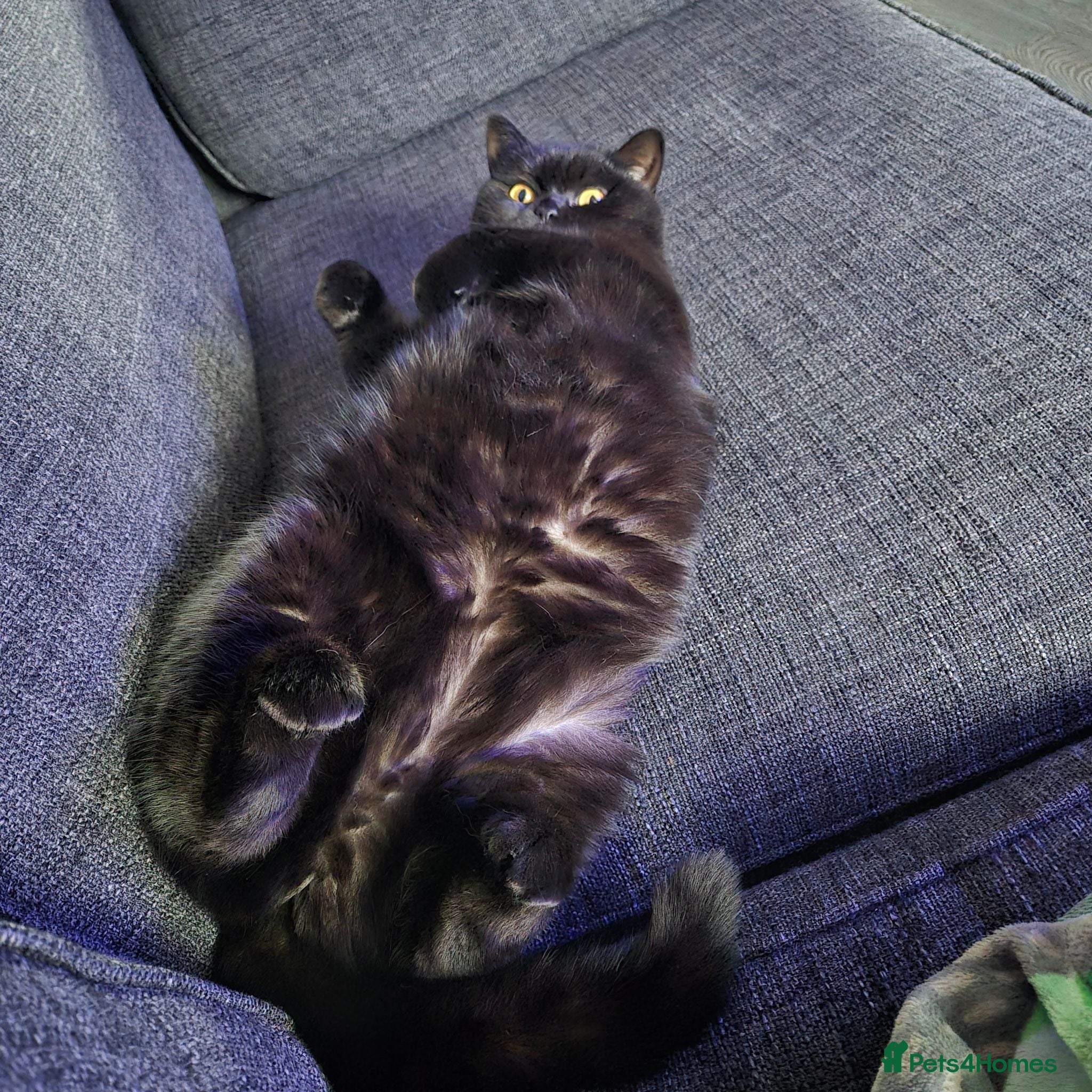British Shorthair cats Black British shorthair female. - Advert 1