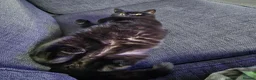 British Shorthair cats for sale: Black British shorthair female. in Dunfermline - Advert 1