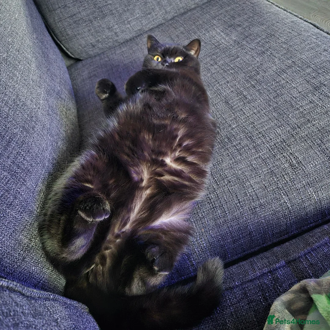 British Shorthair cats for sale: Black British shorthair female. in Dunfermline - Advert 1