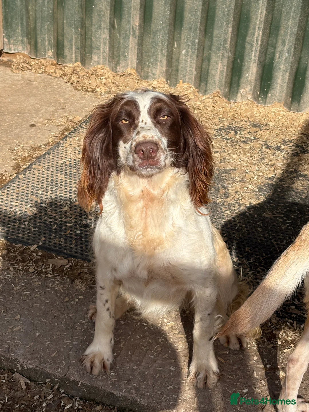 English Springer Spaniel dogs for sale: Beautiful boys looking for forever homes in Market Drayton - Advert 4