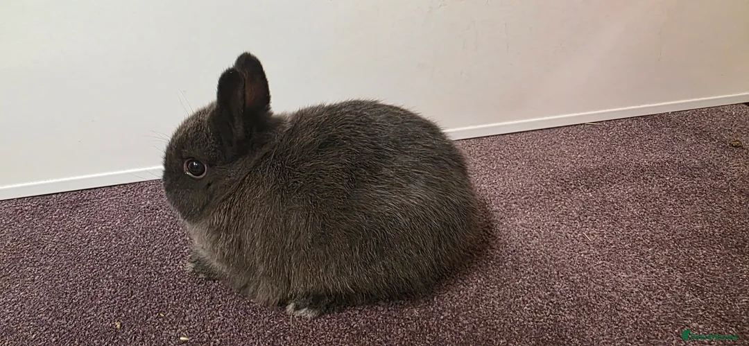 Netherland Dwarf rabbits for sale: Netherland dwarf bunnies available  - Advert 1