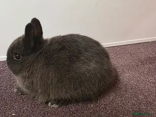 Netherland Dwarf rabbits Netherland dwarf bunnies available - Advert 9