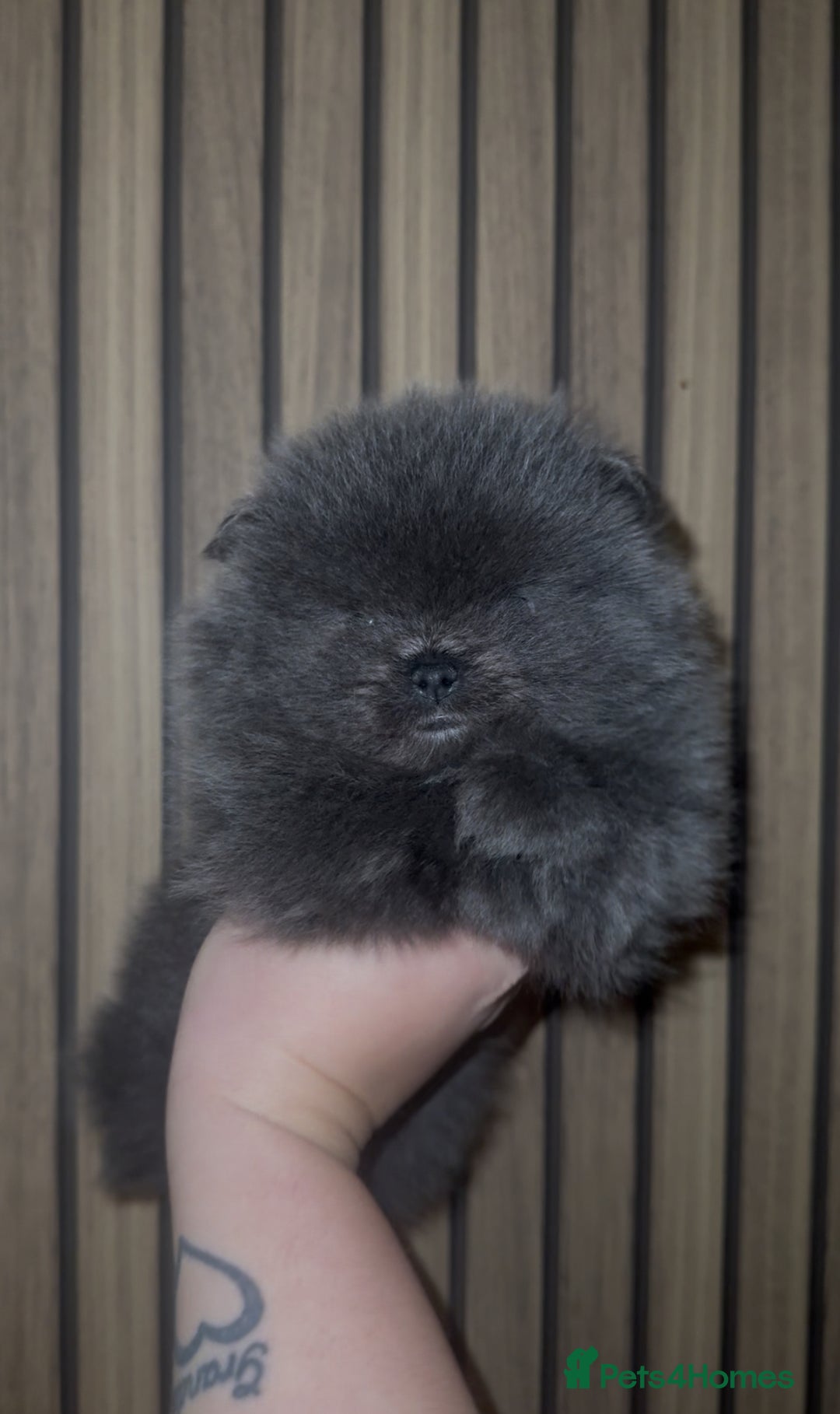 Pomeranian dogs for sale: Outstanding pomeranians - Advert 3