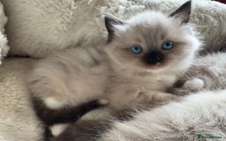 Ragdoll cats for sale: Beautiful girl for loving home  - Image 6