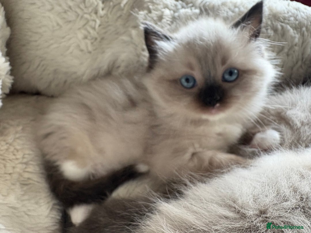 Ragdoll cats for sale: Beautiful girl for loving home  - Image 6