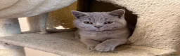 British Shorthair cats for sale: Stunning Lilac & Cream Tortie British Shorthair - Advert 2