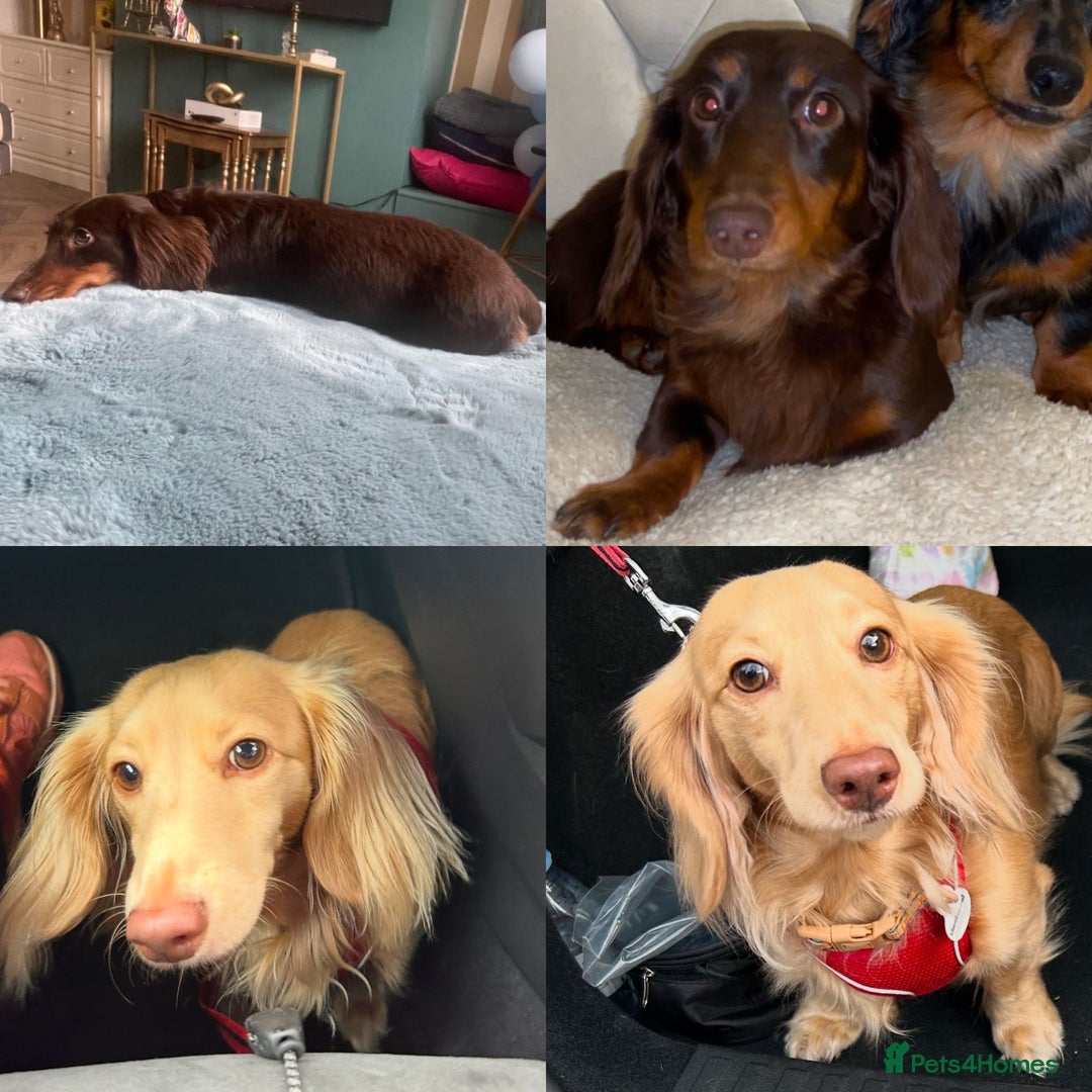Miniature Dachshund dogs for sale: Kc long hair mini dachshunds  - Advert 5