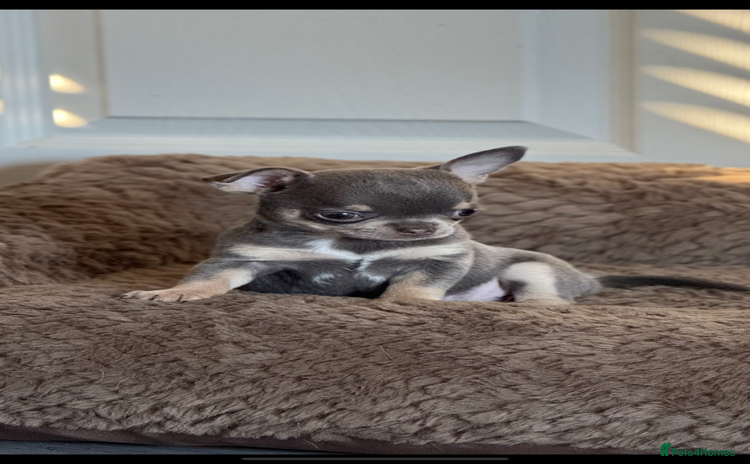Chihuahua dogs - Advert 1