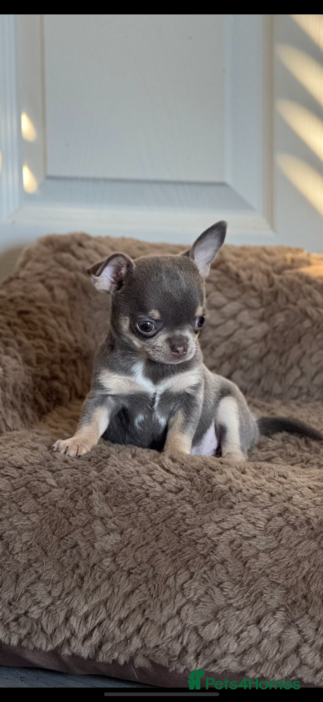Chihuahua dogs for sale: Small Lilac Chihuahua looking for forever home - Image 1