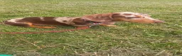 Miniature Dachshund dogs for sale: Miniature dachshund  - Advert 3