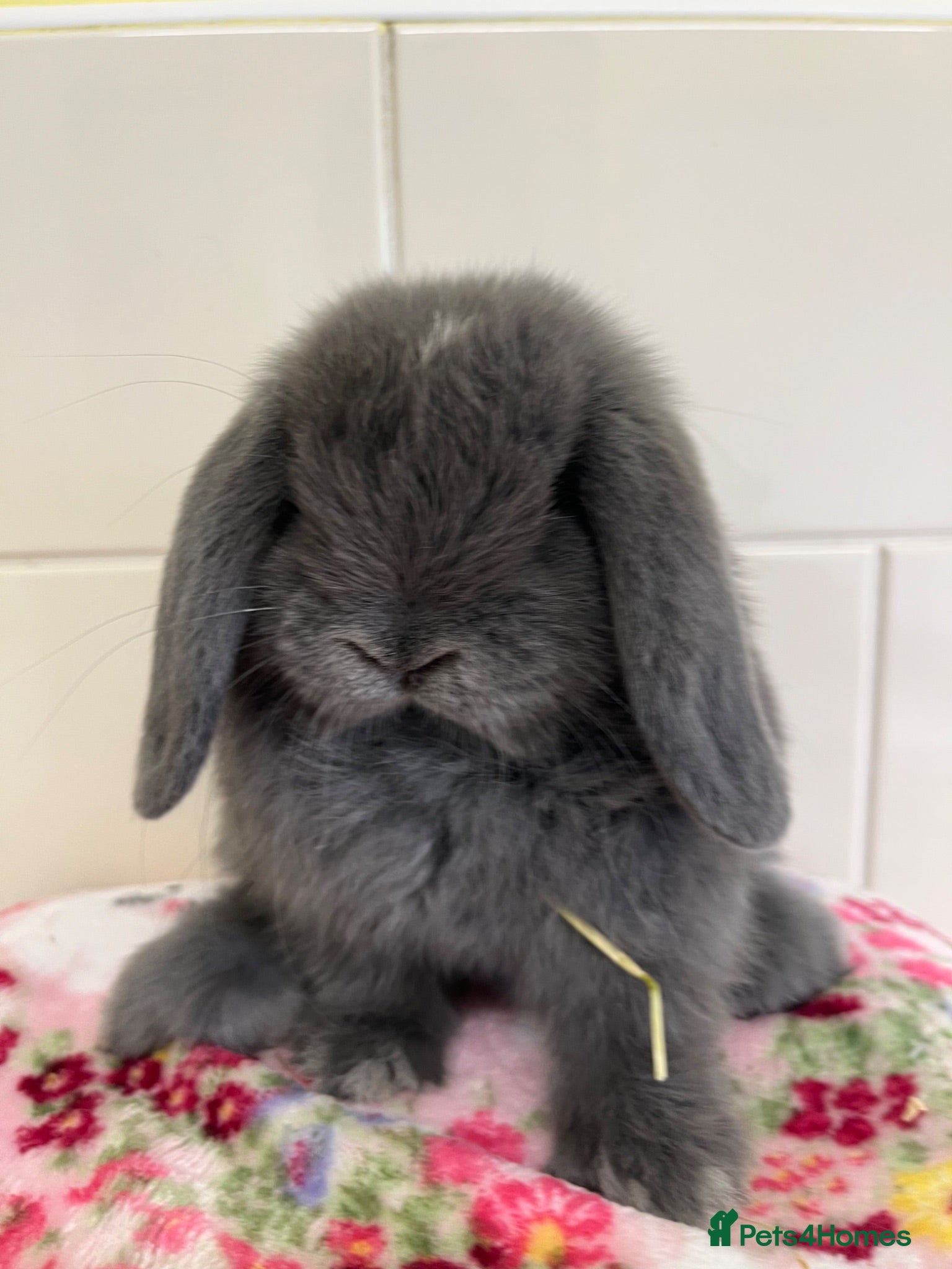 Mini Lop rabbits Beautiful mini lop ready for new homes  - Advert 2